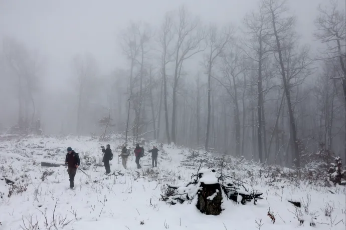 Körös-körül lombkorona – ígéri a tanösvény, aztán szembejön a letarolt erdő
