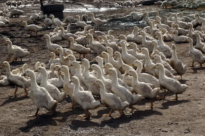 Madárinfluenza miatt 13 ezer pecsenyekacsát ölnek le egy lakiteleki telepen