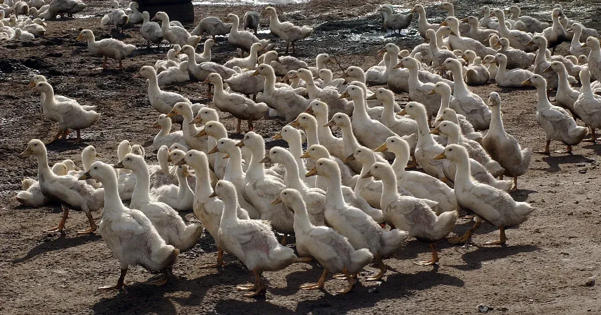 Madárinfluenza miatt 13 ezer pecsenye kacsát ölnek le egy lakitelki telepen