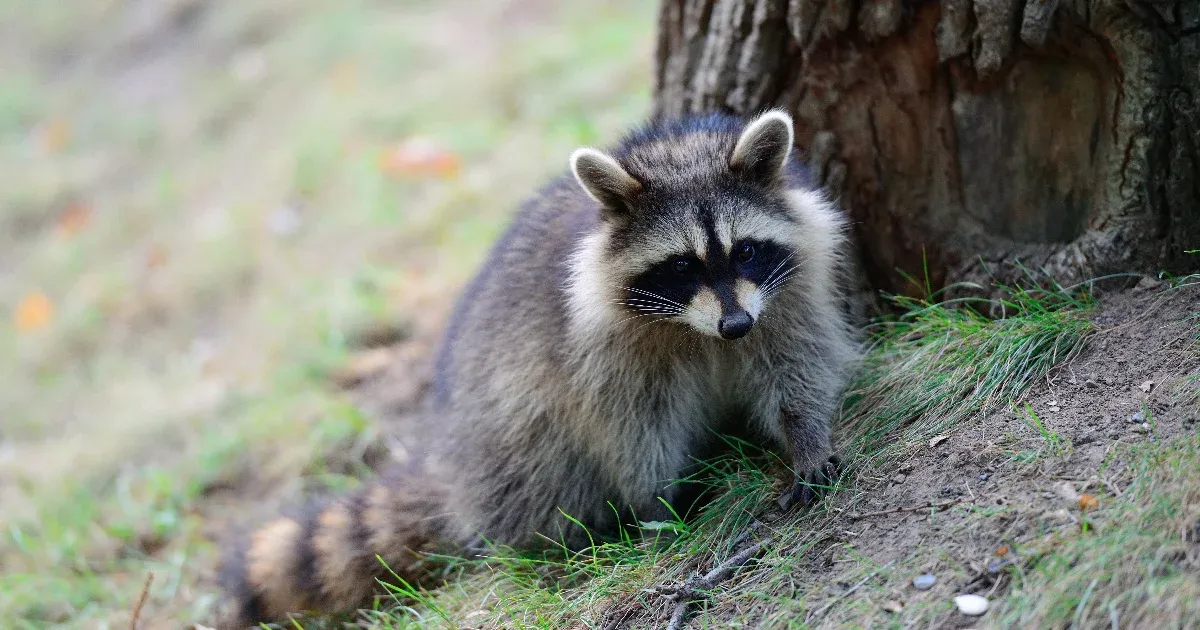 A mosómedve nem játék!