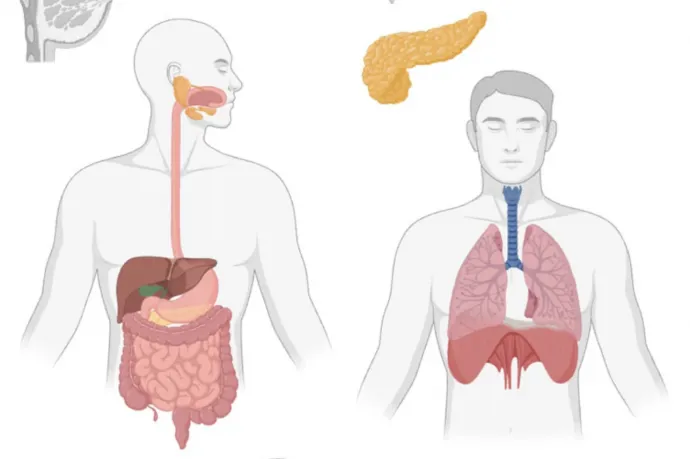 Magyar kutatók megfejtették, miért rejtőzködnek egyes daganatok az immunrendszer elől