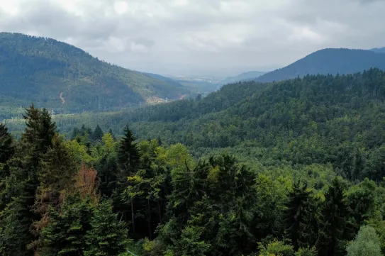 Egy szektavezér akciójától állami összeesküvésig terjednek a találgatások a Twin Peakshez hasonlított bolgár ügyben