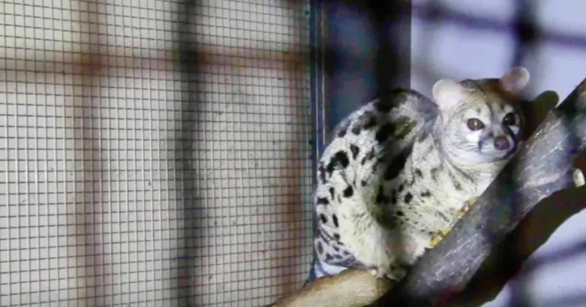 Titkos állatkertet lepleztek le a rendőrök: gepárdszerű macskát és szurikátákat is tartott házában egy keszthelyi férfi