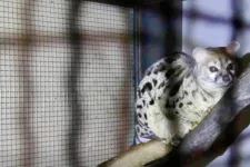 Titkos állatkertre bukkantak a rendőrök: gepárdszerű macskát és szurikátákat is tartott házában egy keszthelyi férfi