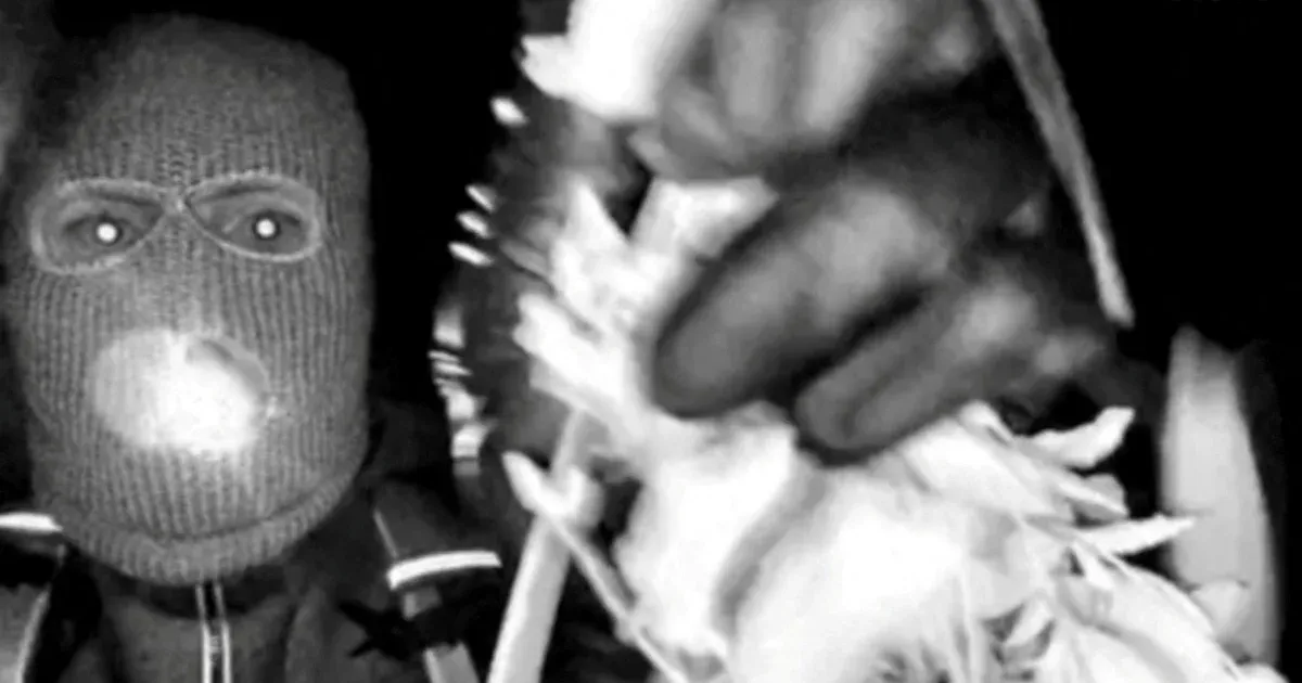 Símaszkos férfi, vérnyomok az ajtónál, váltságdíjlevél – másfél hete tartja lázban Amerikát az ismert műsorvezető anyjának elrablása