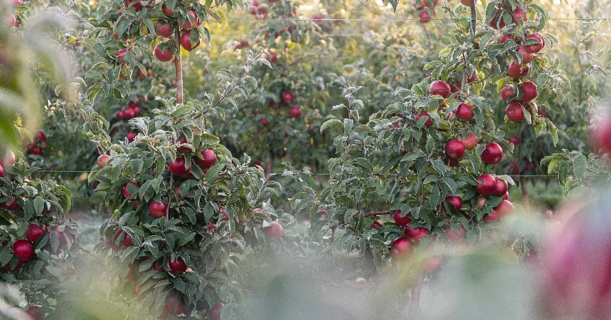 Kell-e félni a mérgező magyar almától?