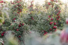 Kell-e félni a mérgező magyar almától?