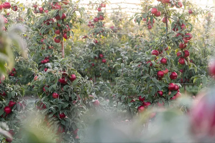 Kell-e félni a mérgező magyar almától?