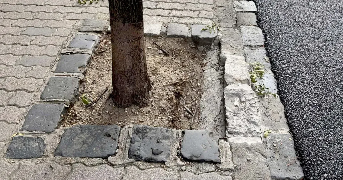 Új faültetési protokoll Budapesten a klímaváltozás kihívásaira Új faültetési protokoll Budapesten a klímaváltozás kihívásaira