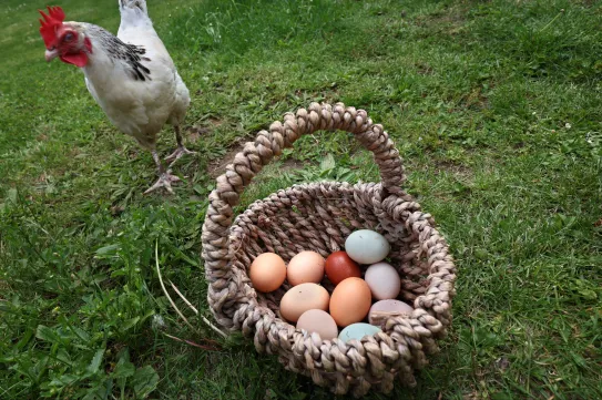 Miért van az egyik tyúktojásnak barna, a másiknak meg fehér színe? És mi a különbség a tartalmukban?