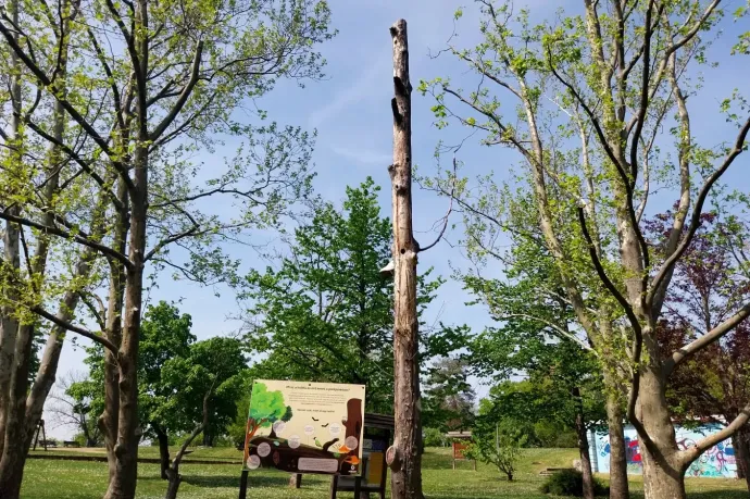 Természetes rovarhotel és holtfa a Gellért-hegyen – Fotó: Thüringer Barbara / Telex