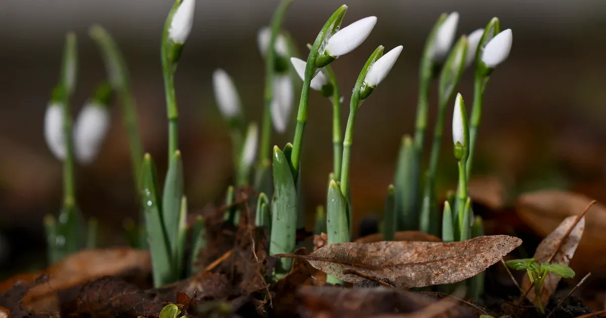 Viharos szél és fagy – hol vagy, tavaszi szellő?