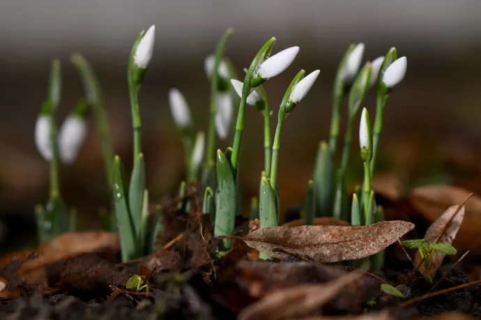 Viharos szél, reggeli mínuszok – hová tűntél tavaszi fuvallat?