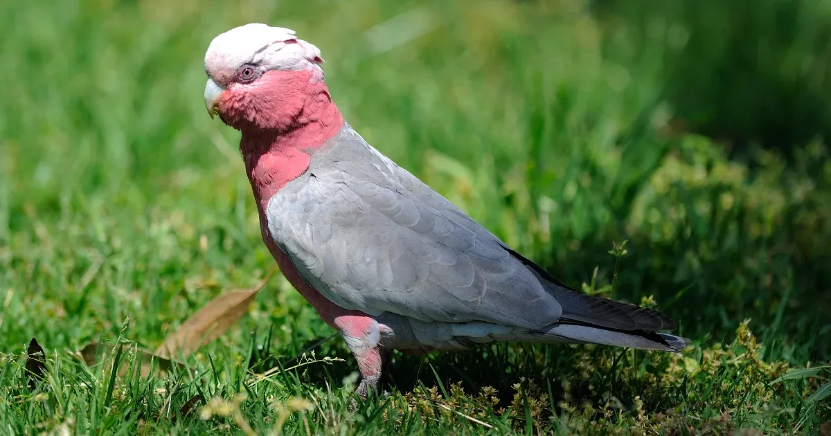 Daganatos kakadu élete megmenekült a Vadmadárkórházban.