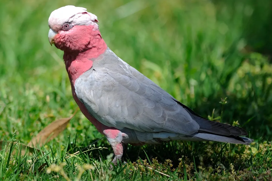 Daganatos kakadu életét mentették meg a Vadmadárkórházban
