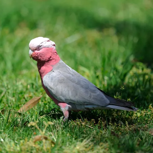 Daganatos kakadu életét mentették meg a Vadmadárkórházban Kép