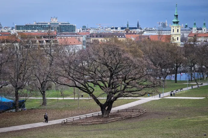 Tíz éven belül minden harmadik fát elveszíthetjük a klímaváltozás miatt Budapesten
