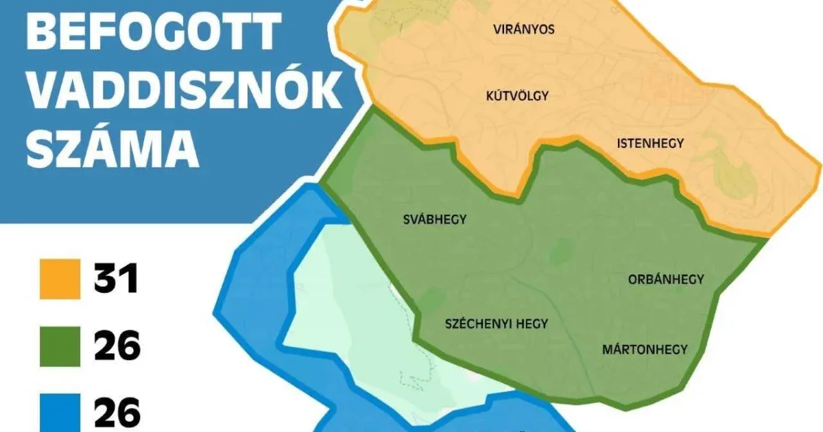 Már 83 vaddisznót befogott a hegyvidéki önkormányzat