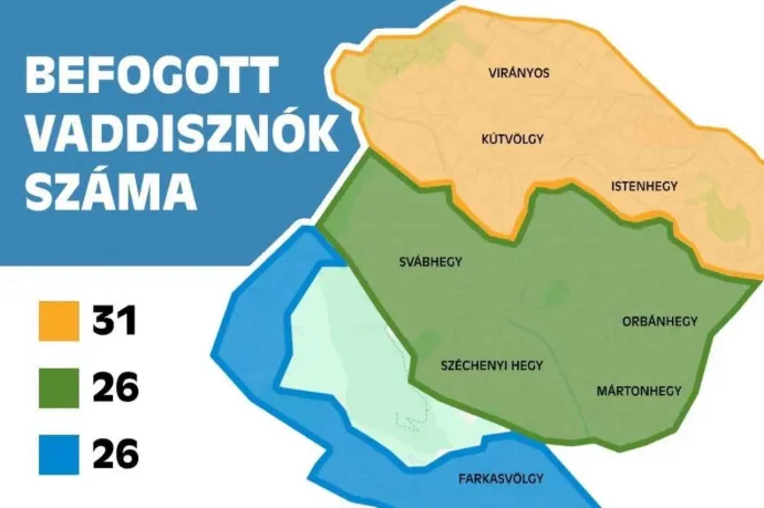 Már 83 vaddisznót befogott a hegyvidéki önkormányzat