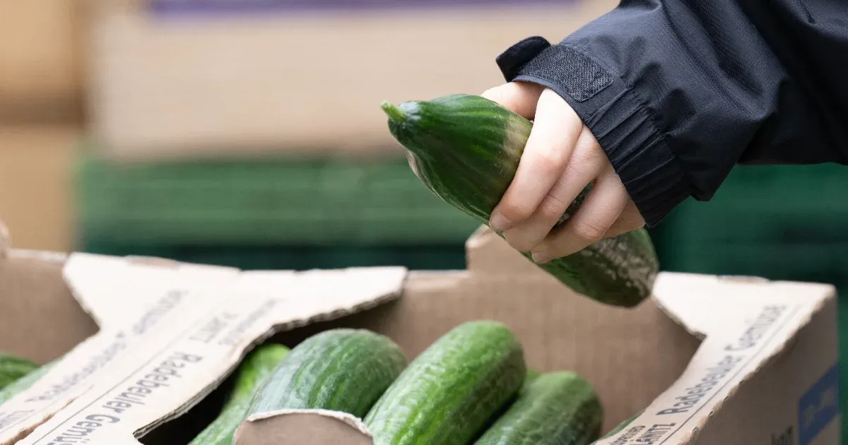 „Az uborka ára az egekbe szökött Oroszországban, politikai aggodalommal kísérve” „Az uborka ára az egekbe szökött Oroszországban, politikai aggodalommal kísérve”