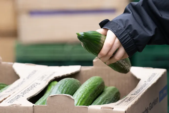 Kiakadtak az oroszok a háborús uborka árán, de náluk még mindig olcsóbb, mint itthon