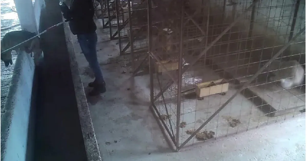 Ezrével altatták el a kutyákat egy horrormenhelyen, ahova Románia 19 megyéjéből szállították az állatokat, országszerte tiltakoznak
