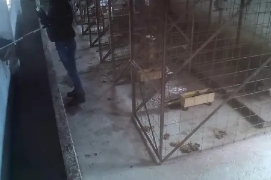 Ezrével altatták el a kutyákat egy horrormenhelyen, ahova Románia 19 megyéjéből szállították az állatokat, országszerte tiltakoznak