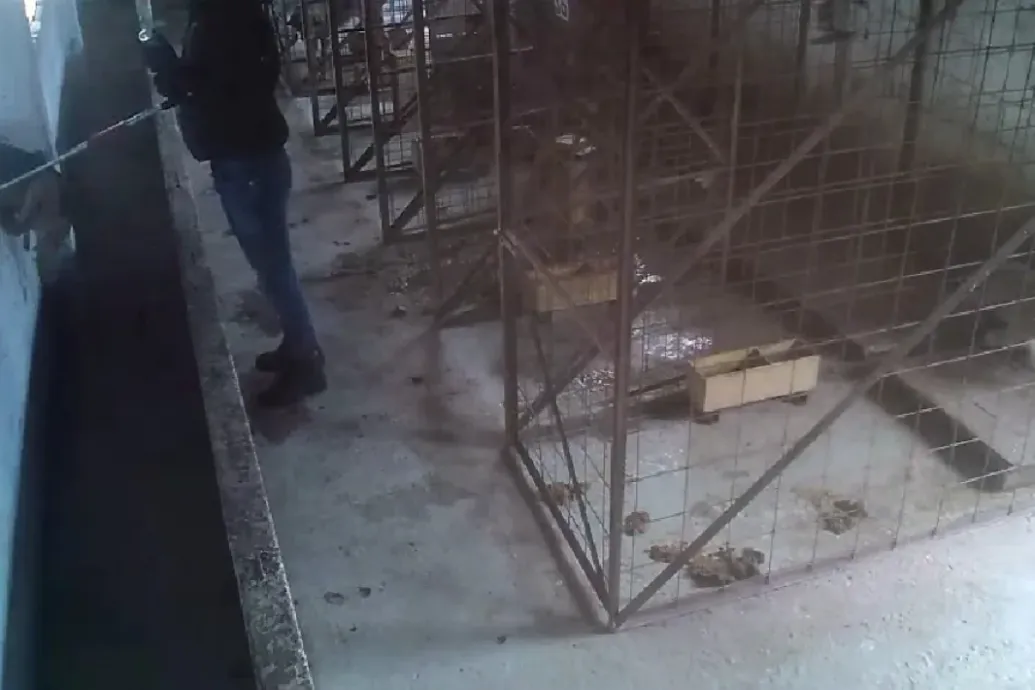 Ezrével altatták el a kutyákat egy horrormenhelyen, ahova Románia 19 megyéjéből szállították az állatokat, országszerte tiltakoznak