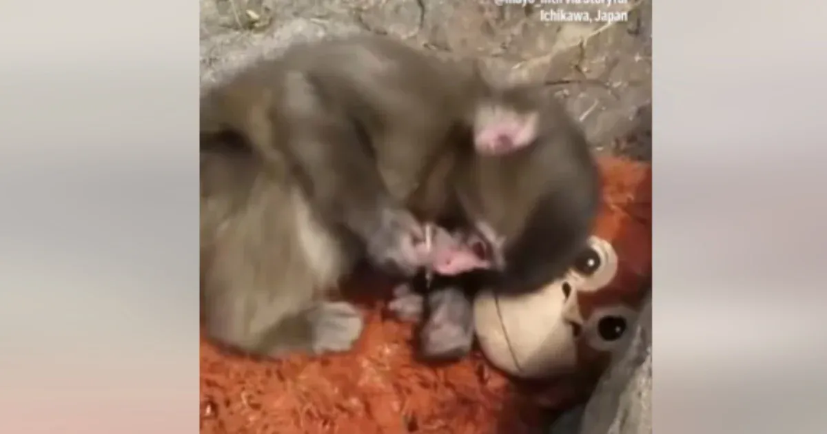 A világ kedvence lett a japán állatkert magára hagyott bébi makákója, akinek egy plüssmajom lett a legjobb barátja