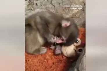 A világ kedvence lett a japán állatkert magára hagyott bébi makákója, akinek egy plüssmajom lett a legjobb barátja