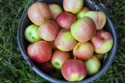 Kiszorulhat a boltokból a magyar alma, paradicsom és paprika az árrésstop miatt