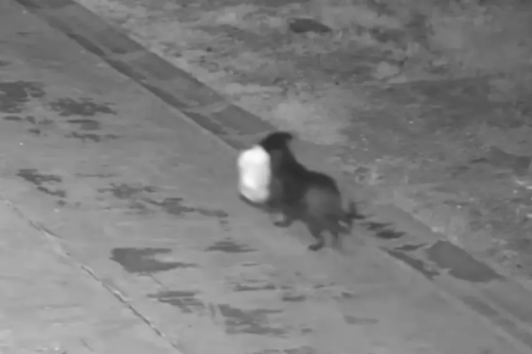 Beidomította kutyáját az illegális szemétlerakásra a furfangos szicíliai gazda, hogy elkerülje a bírságot