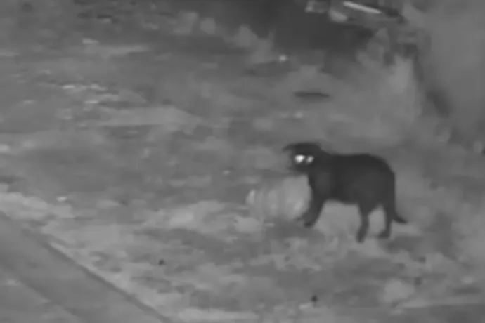 Beidomította kutyáját az illegális szemétlerakásra a furfangos szicíliai gazda, hogy elkerülje a bírságot