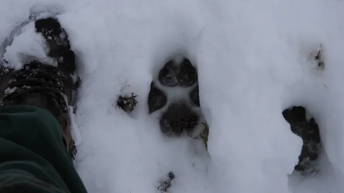 Kifejlett farkas lábnyoma – Fotó: Bükki Nemzeti Park