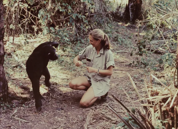Jane Goodall egy csimpánzzal a Gombe Nemzeti Parkban – Fotó: Cbs Photo Archive / Getty Images