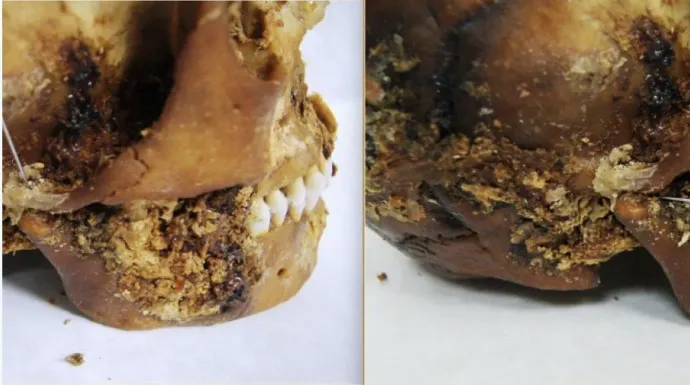 Forrás: Novoszibirszki Állami Egyetem