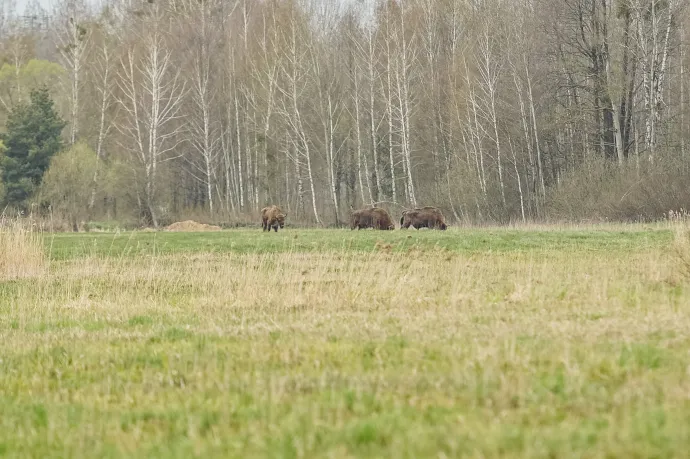 Több mint 200 tetemet találtak a Kolozs megyei bölényfarmon, nyomozás indult