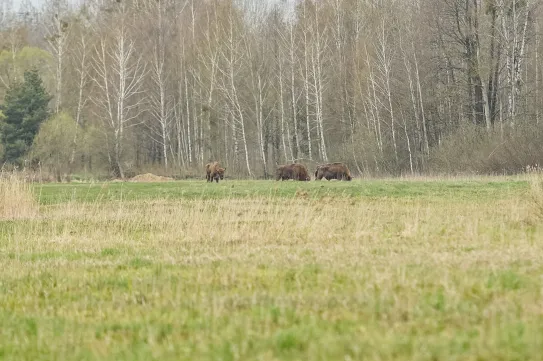 Több mint 200 tetemet találtak a Kolozs megyei bölényfarmon, nyomozás indult
