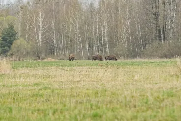 Több mint 200 tetemet találtak a Kolozs megyei bölényfarmon, nyomozás indult