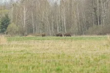Több mint 200 tetemet találtak a Kolozs megyei bölényfarmon, nyomozás indult