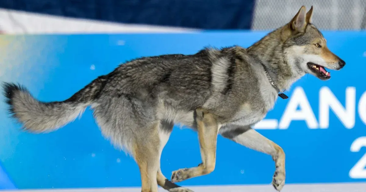 Elutazott a család, ekkor szökött be az olimpiai sífutópályára az a kutya, akiről még célfotó is készült