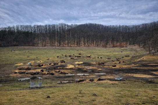 In rem eljárást indított az ügyészség a récekeresztúri bölényfarm ügyében, ahol több mint 200 tetemet találtak