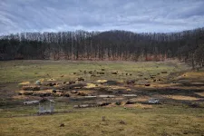 In rem eljárást indított az ügyészség a récekeresztúri bölényfarm ügyében, ahol több mint 200 tetemet találtak
