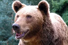 162 kilós barnamedvét gázolt el egy vonat Szlovákiában