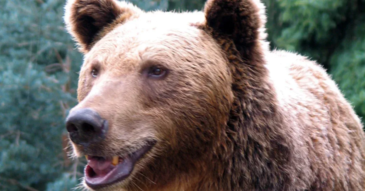 162 kilós barnamedvét gázolt el egy vonat Szlovákiában