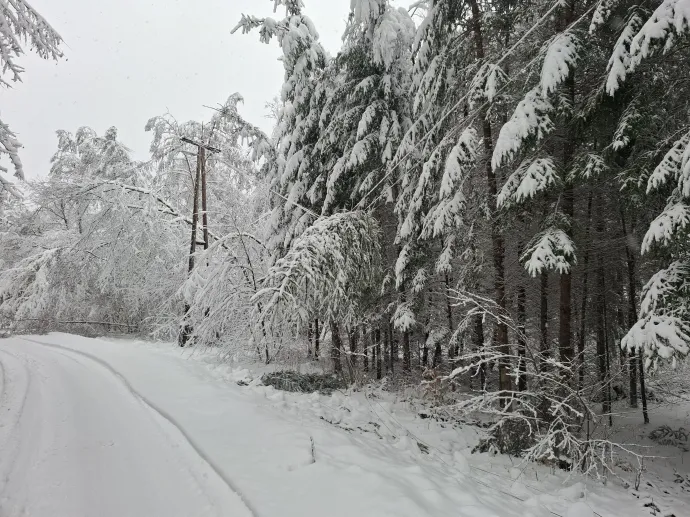 Vezetékre roskadó faág Vas vármegyében – Fotó: Olvasói fotó / Telex