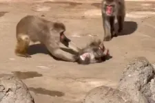 Milliók aggódtak Punchért, a plüss orángutánnal barátkozó makákó kölyökért, miután kikerült egy videó, amin megtámadták a többiek