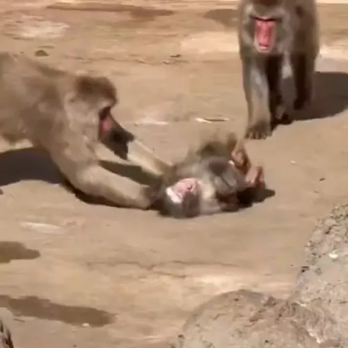 Milliók aggódtak Punchért, a plüss orángutánnal barátkozó makákó kölyökért, miután kikerült egy videó, amin megtámadták a többiek