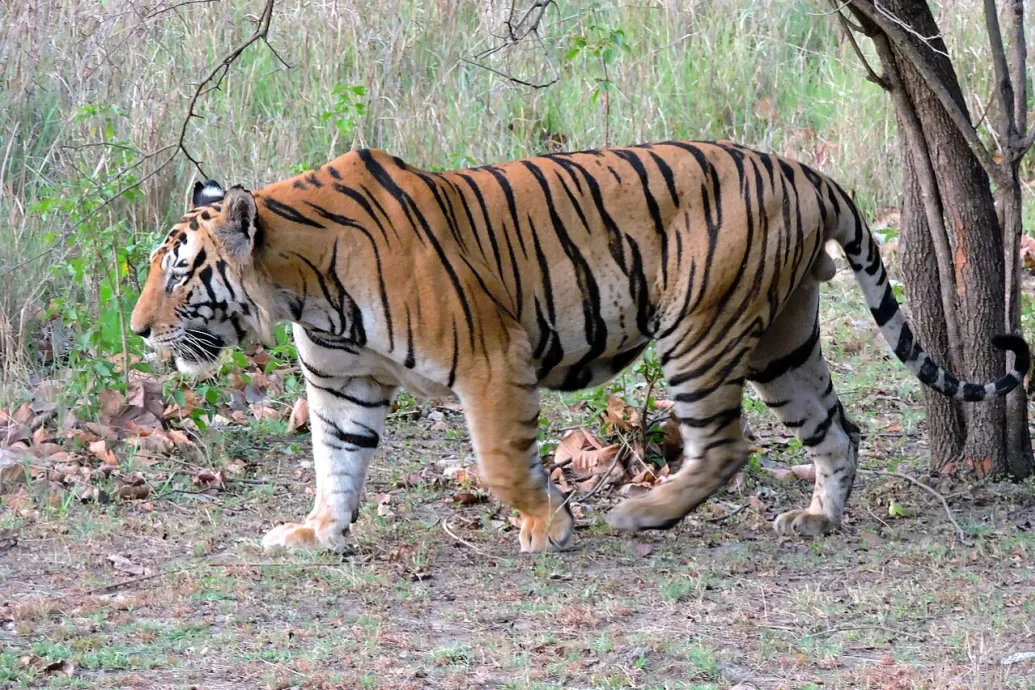 Hetvenkét tigris halt meg egy turistáknak fenntartott thaiföldi magán vadasparkban