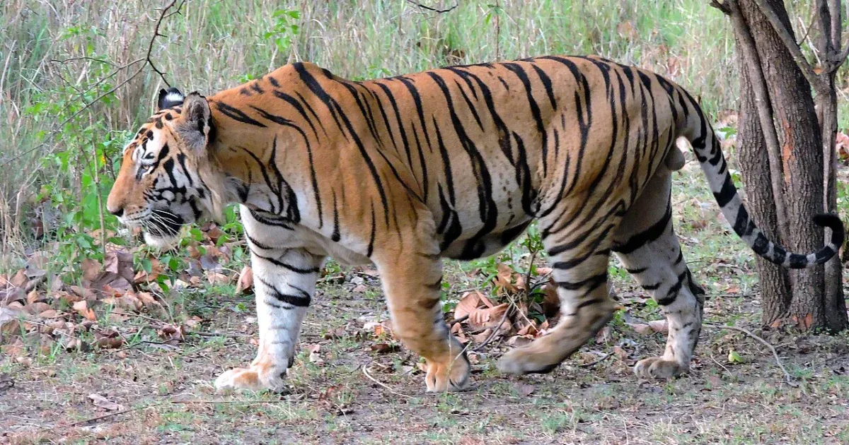 Hetvenkét tigris halt meg egy turistáknak fenntartott thaiföldi magán vadasparkban